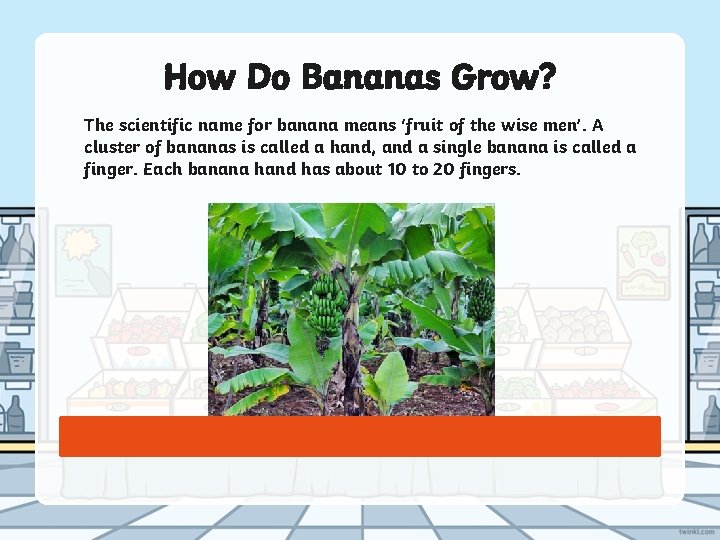 How Do Bananas Grow? The scientific name for banana means ‘fruit of the wise