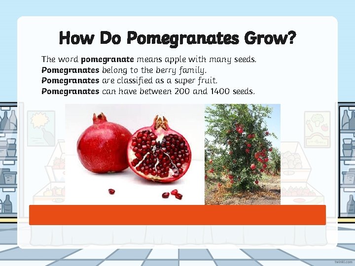 How Do Pomegranates Grow? The word pomegranate means apple with many seeds. Pomegranates belong