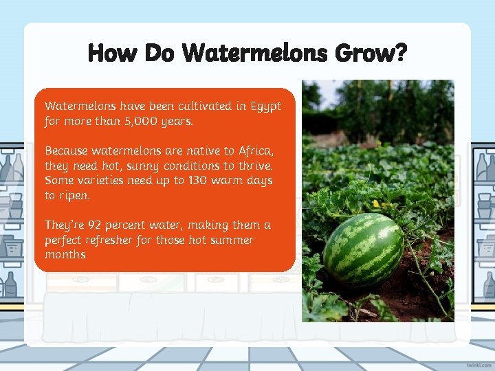 How Do Watermelons Grow? Watermelons have been cultivated in Egypt for more than 5,