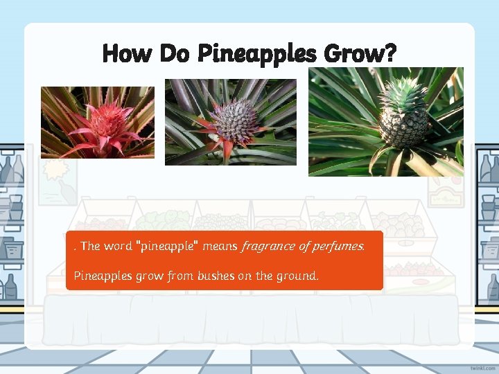 How Do Pineapples Grow? . The word "pineapple" means fragrance of perfumes. Pineapples grow