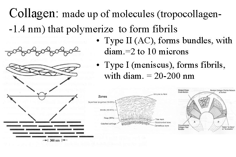 Collagen: made up of molecules (tropocollagen-1. 4 nm) that polymerize to form fibrils •