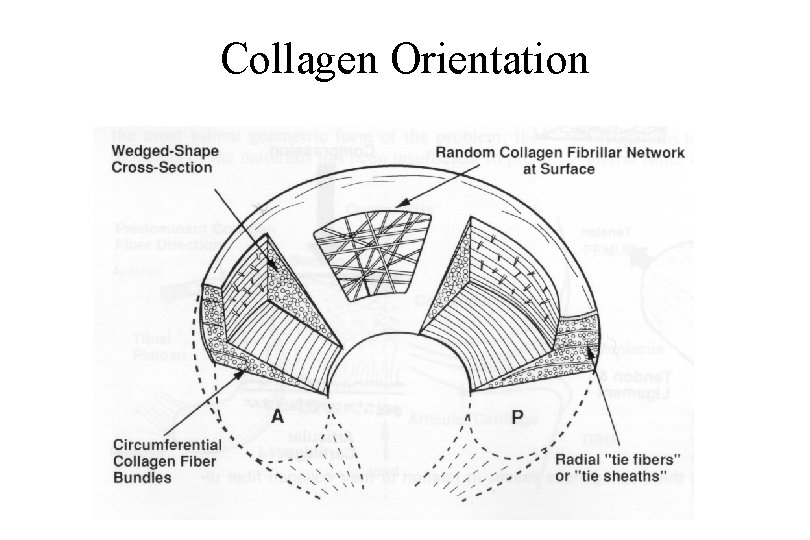 Collagen Orientation 