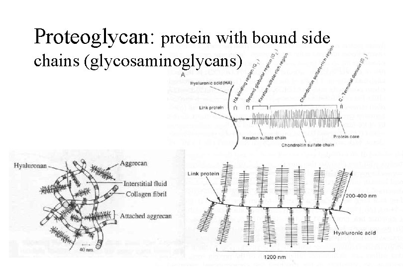 Proteoglycan: protein with bound side chains (glycosaminoglycans) 