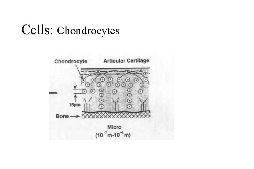 Cells: Chondrocytes 