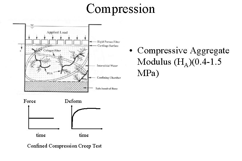 Compression • Compressive Aggregate Modulus (HA)(0. 4 -1. 5 MPa) Force Deform time Confined