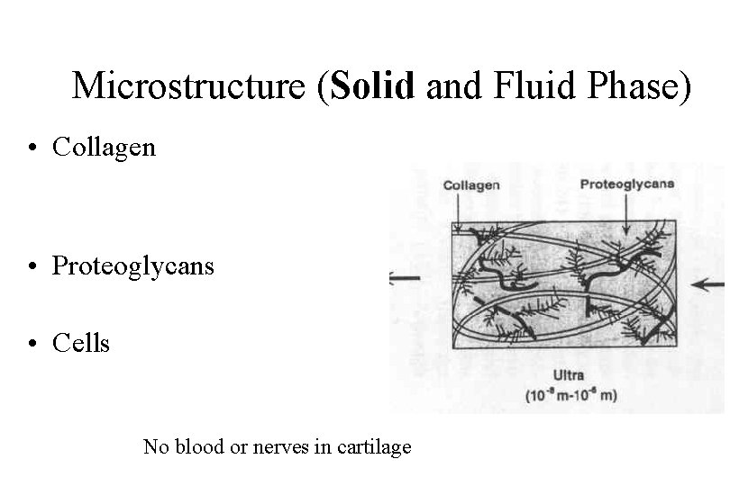 Microstructure (Solid and Fluid Phase) • Collagen • Proteoglycans • Cells No blood or