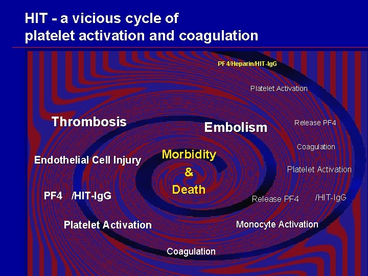 HIT - a vicious cycle of platelet activation and coagulation PF 4/Heparin/HIT-Ig. G Platelet