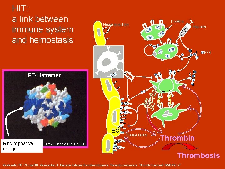 HIT: a link between immune system and hemostasis Heparansulfate Fcg. RIIa Heparin PF 4