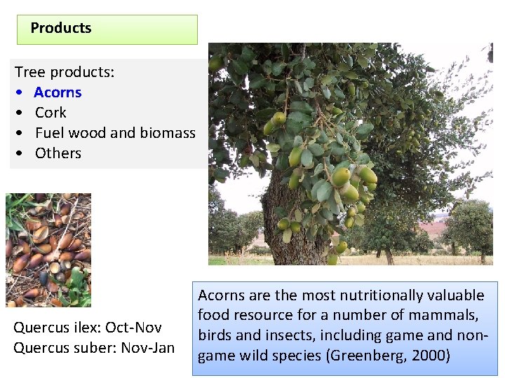 Products Tree products: • Acorns • Cork • Fuel wood and biomass • Others