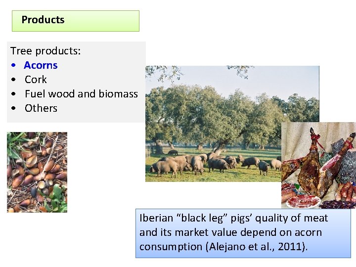 Products Tree products: • Acorns • Cork • Fuel wood and biomass • Others