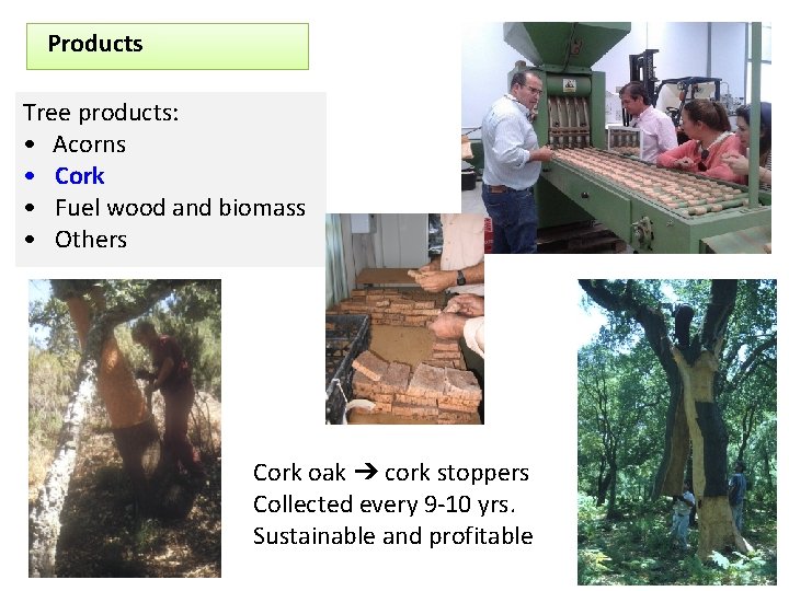 Products Tree products: • Acorns • Cork • Fuel wood and biomass • Others