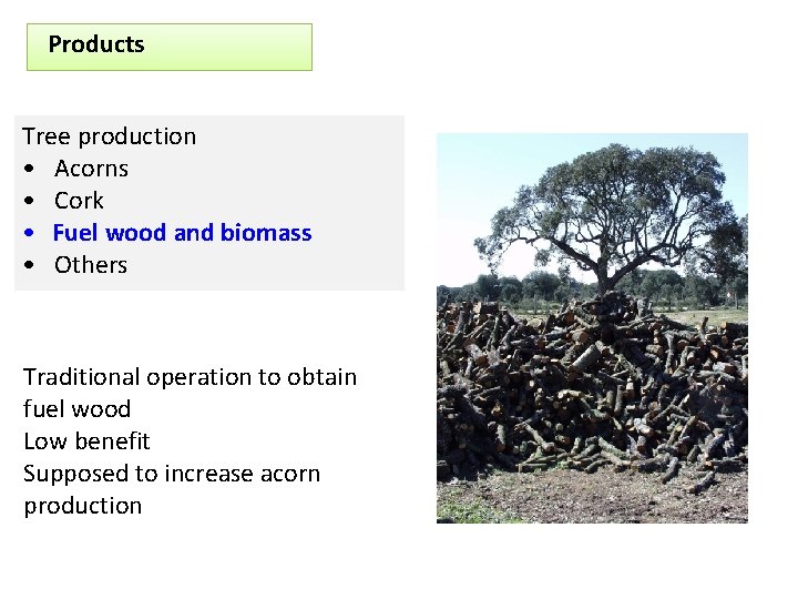 Products Tree production • Acorns • Cork • Fuel wood and biomass • Others