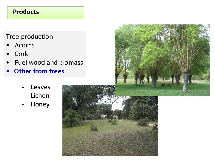 Products Tree production • Acorns • Cork • Fuel wood and biomass • Other
