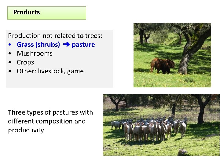 Products Production not related to trees: • Grass (shrubs) ➔ pasture • Mushrooms •
