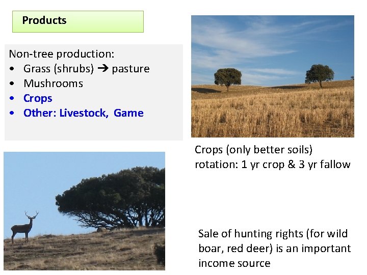 Products Non-tree production: • Grass (shrubs) ➔ pasture • Mushrooms • Crops • Other: