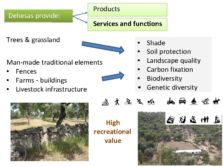 Dehesas provide: Products Services and functions Trees & grassland Man-made traditional elements • Fences