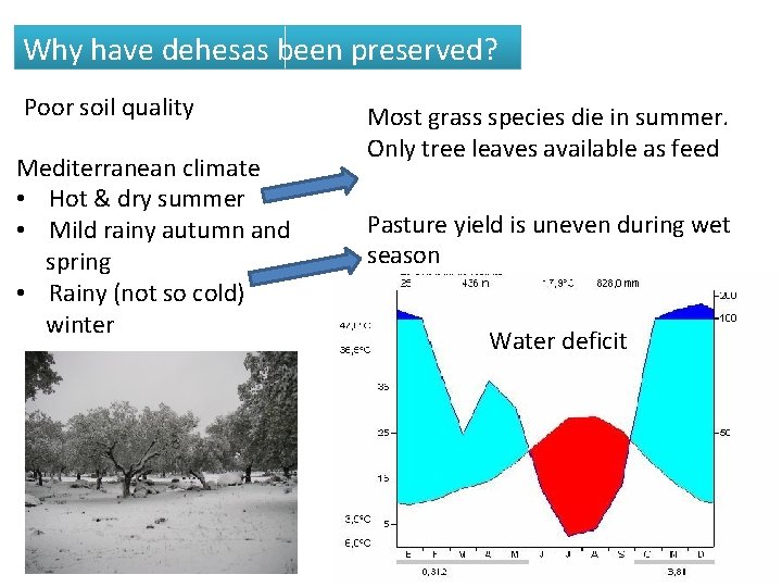 Why have dehesas been preserved? Poor soil quality Mediterranean climate • Hot & dry