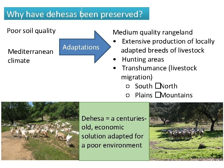 Why have dehesas been preserved? Poor soil quality Mediterranean climate Adaptations Medium quality rangeland