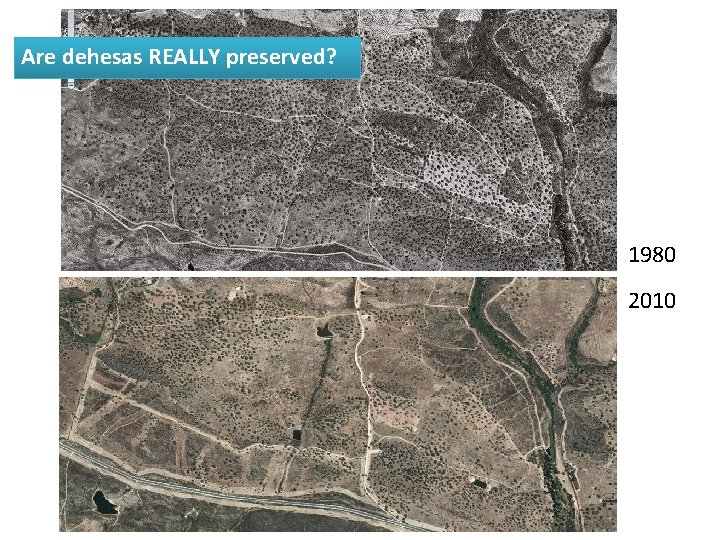 Are dehesas REALLY preserved? 1980 2010 