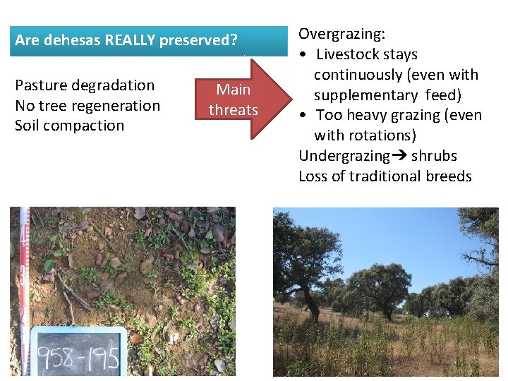 Are dehesas REALLY preserved? Pasture degradation No tree regeneration Soil compaction Main threats Overgrazing: