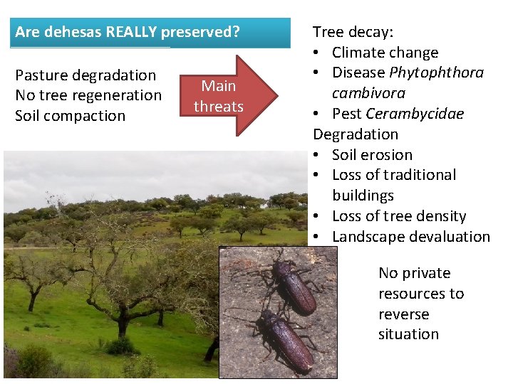 Are dehesas REALLY preserved? Pasture degradation No tree regeneration Soil compaction Main threats Tree