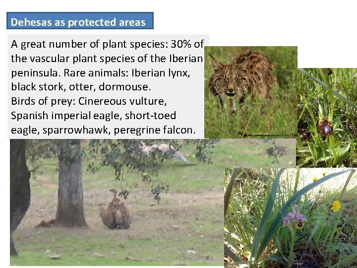 Dehesas as protected areas A great number of plant species: 30% of the vascular