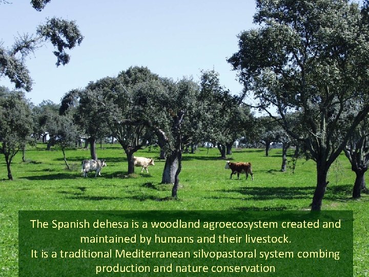 The Spanish dehesa is a woodland agroecosystem created and maintained by humans and their