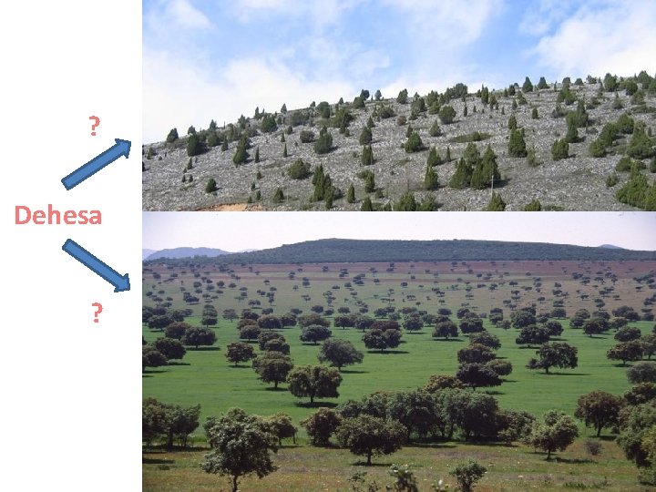 ? Dehesa ? 