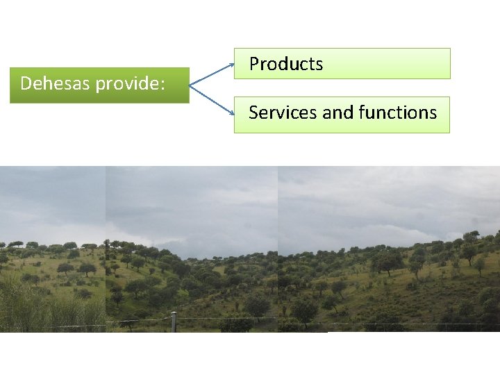 Dehesas provide: Products Services and functions 