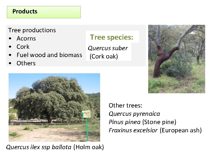 Products Tree productions Tree species: • Acorns • Cork Quercus suber • Fuel wood