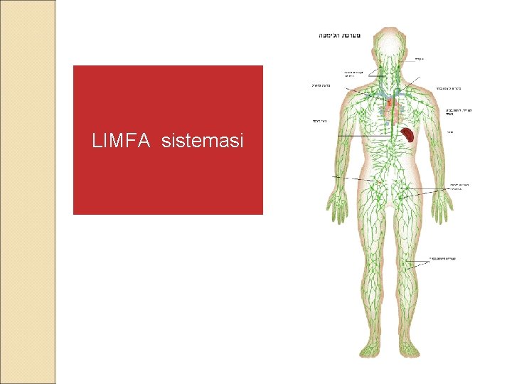 LIMFA sistemasi 