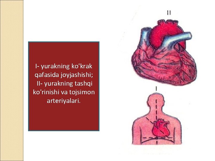 I- yurakning ko'krak qafasida joyjashishi; II- yurakning tashqi ko'rinishi va tojsimon arteriyalari. 