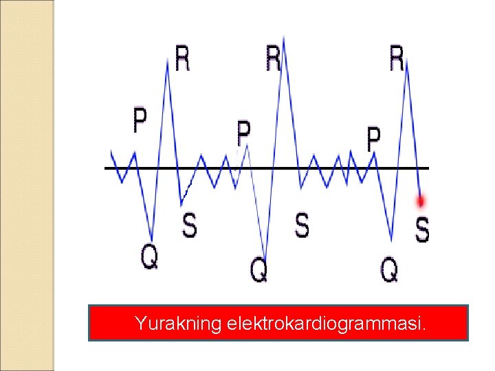 Yurakning elektrokardiogrammasi. 