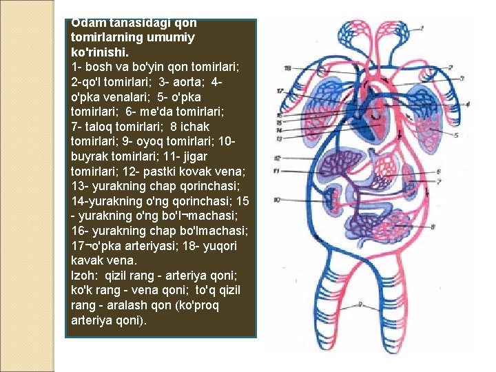 Odam tanasidagi qon tomirlarning umumiy ko'rinishi. 1 - bosh va bo'yin qon tomirlari; 2