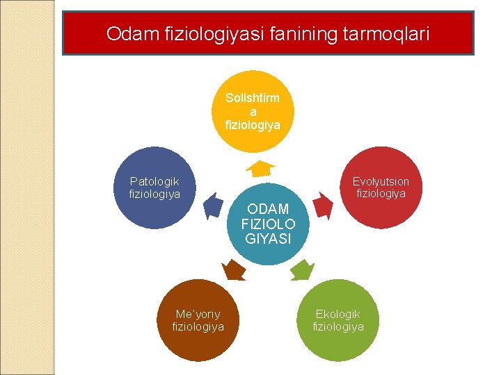 Odam fiziologiyasi fanining tarmoqlari Solishtirm a fiziologiya Patologik fiziologiya Evolyutsion fiziologiya ODAM FIZIOLO GIYASI