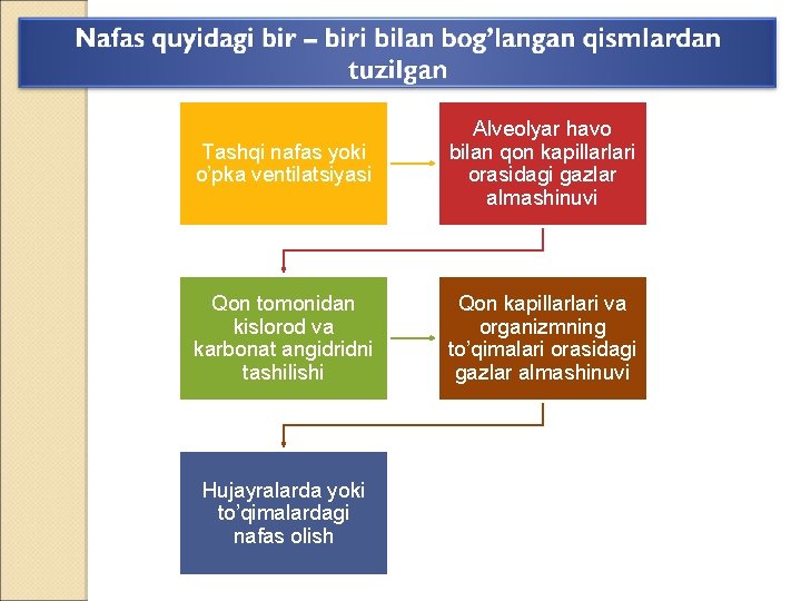 Tashqi nafas yoki o’pka ventilatsiyasi Alveolyar havo bilan qon kapillarlari orasidagi gazlar almashinuvi Qon