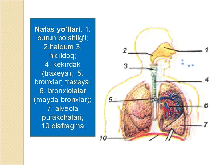 Nafas yo’llari. 1. burun bo’shlig’i; 2. halqum 3. hiqildoq; 4. kekirdak (traxeya); 5. bronxlar;