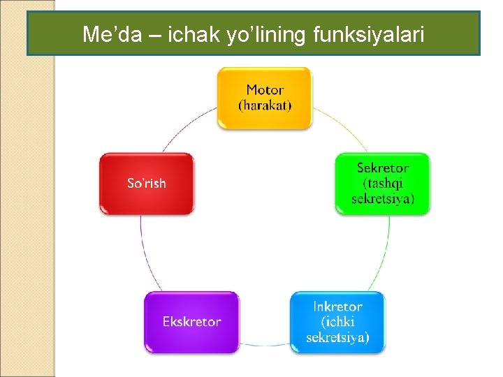 Me’da – ichak yo’lining funksiyalari 