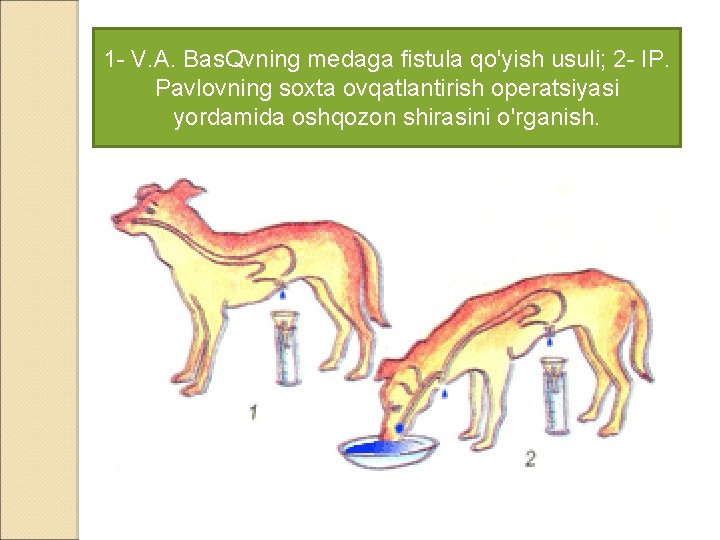 1 - V. A. Bas. Qvning medaga fistula qo'yish usuli; 2 - IP. Pavlovning