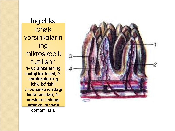 Ingichka ichak vorsinkalarin ing mikroskopik tuzilishi: 1 - vorsinkalarning tashqi ko'rinishi; 2 vorninkalarning ichki