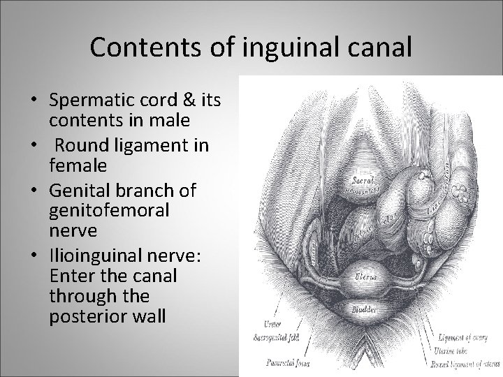 Contents of inguinal canal • Spermatic cord & its contents in male • Round