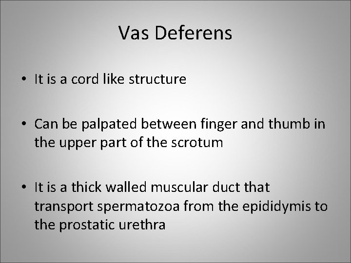 Vas Deferens • It is a cord like structure • Can be palpated between