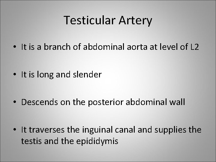 Testicular Artery • It is a branch of abdominal aorta at level of L