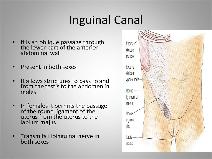Inguinal Canal • It is an oblique passage through the lower part of the