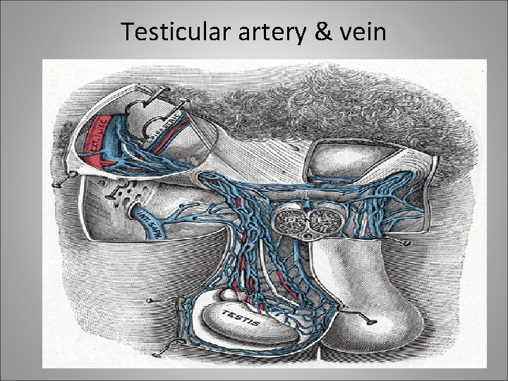 Testicular artery & vein 