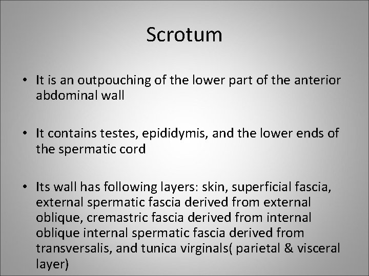Scrotum • It is an outpouching of the lower part of the anterior abdominal