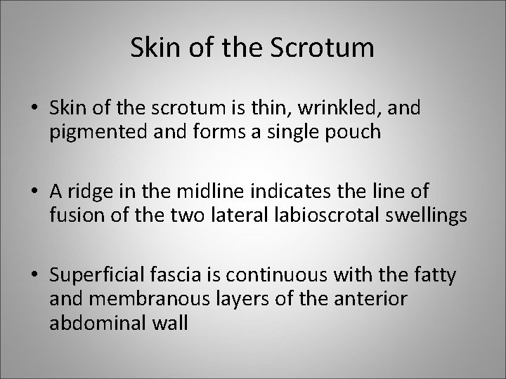Skin of the Scrotum • Skin of the scrotum is thin, wrinkled, and pigmented