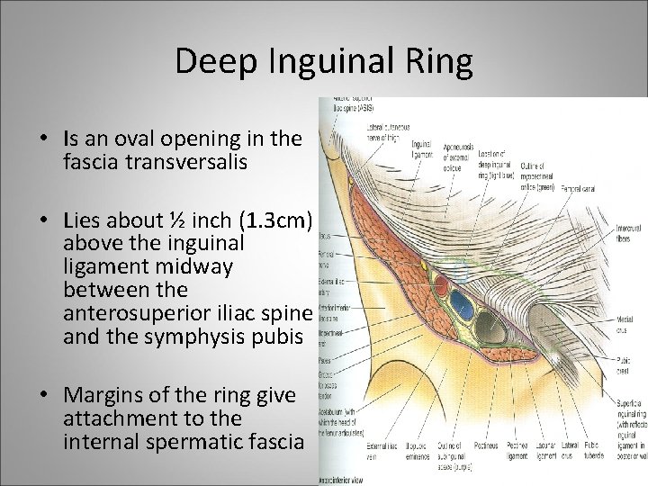 Deep Inguinal Ring • Is an oval opening in the fascia transversalis • Lies