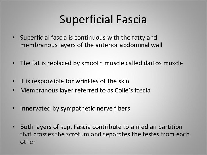 Superficial Fascia • Superficial fascia is continuous with the fatty and membranous layers of