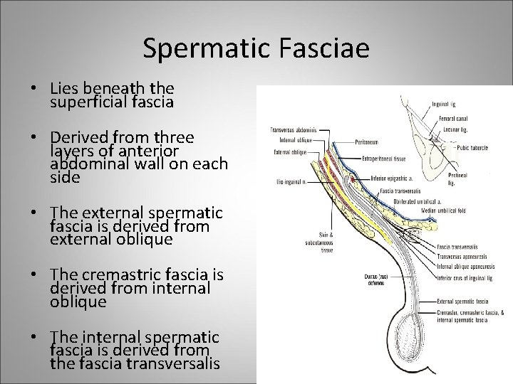 Spermatic Fasciae • Lies beneath the superficial fascia • Derived from three layers of